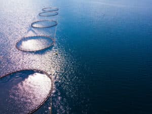 Salmon farming, fish farm in the sea