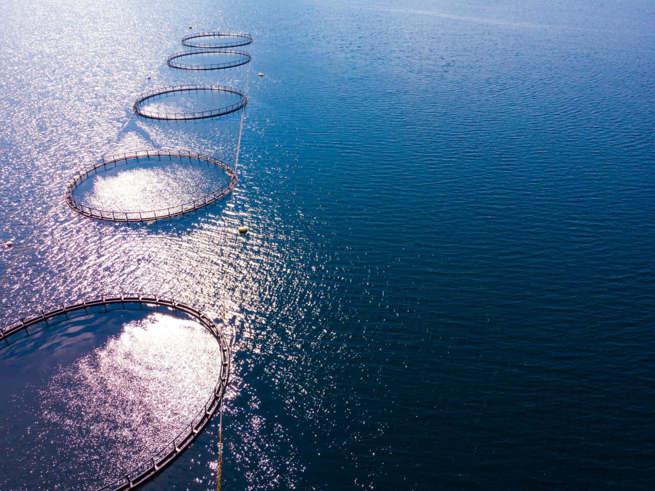 Salmon farming, fish farm in the sea